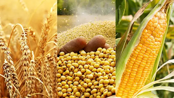 زيوت طعام